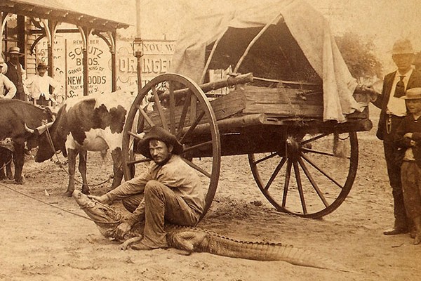 Alligator wrestler in downtown Orlando in front of a wagon with several cows in the background