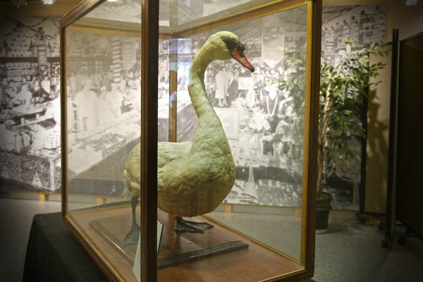 An Orlando Legend: Billy the Swan