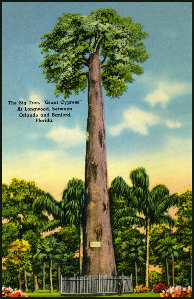 Vintage postcard showing the Senator Cypress tree in Seminole County