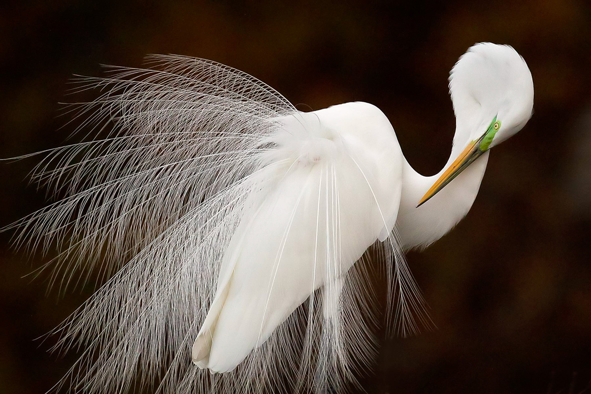 125 Years of Audubon in Florida